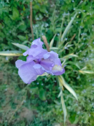 Piantine di Iris Variegato