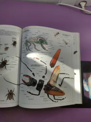 5Enciclopedia Visual de los Seres Vivos