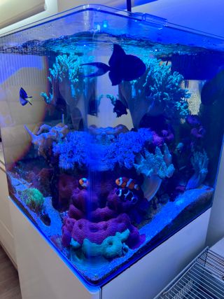 Acuario 100L 45x45cm