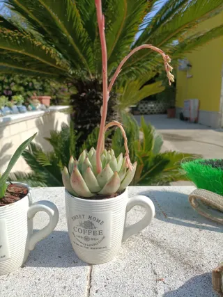 Coppia Piante grasse in tazze Coffee