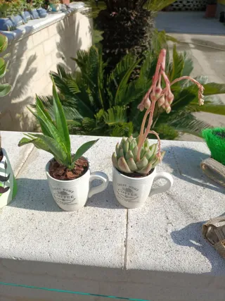 Coppia Piante grasse in tazze Coffee