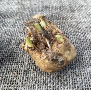 3 Bulbi Calla Rossa Red Alert