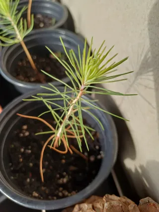 Pino Resinero Joven pre Bonsái  PRECIO UNIDAD