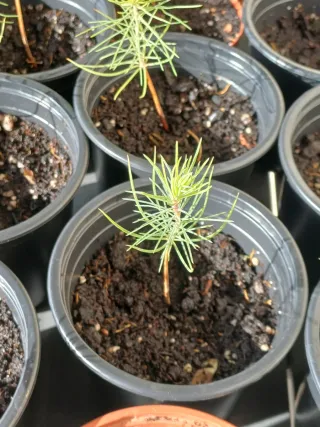 Pino Resinero Joven pre Bonsái  PRECIO UNIDAD