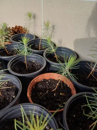 Pino Resinero Joven pre Bonsái  PRECIO UNIDAD