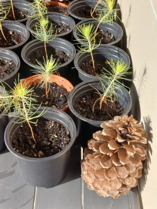 Pino Resinero Joven pre Bonsái  PRECIO UNIDAD