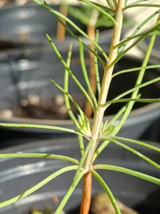 Pino Resinero Joven pre Bonsái  PRECIO UNIDAD