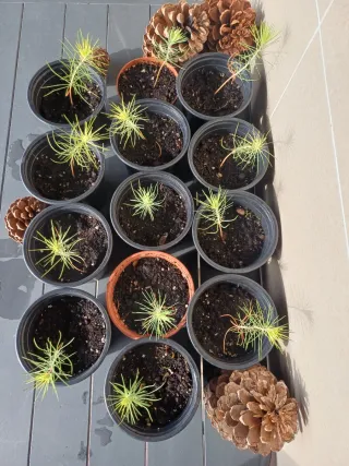 Pino Resinero Joven pre Bonsái  PRECIO UNIDAD