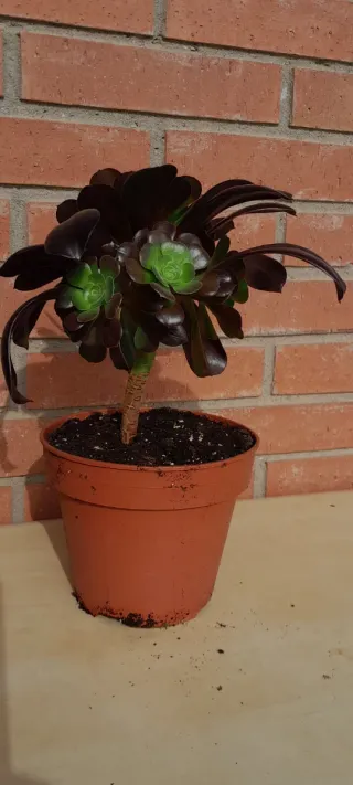 Planta Aeonium Negro