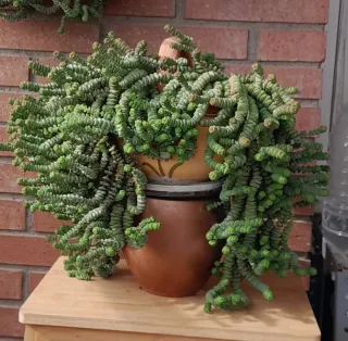 Planta suculenta colgante Crassula Rupestris