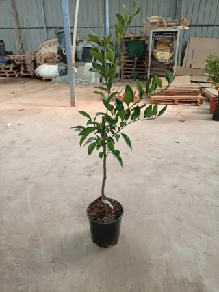 Satsuma Myagawa Guindilla