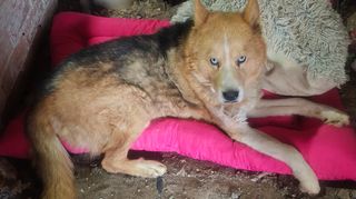 Sedia per cani a 4 ruote