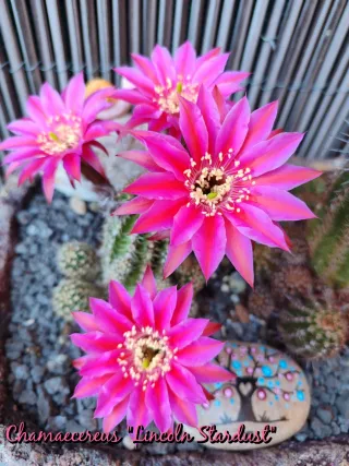 Chamaecereus Lincoln Stardust Cactus