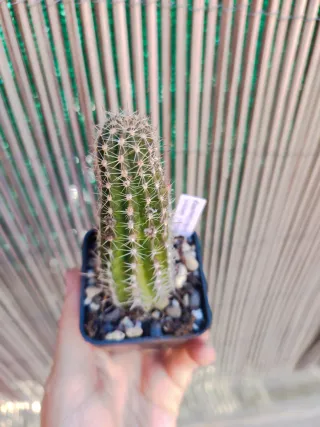 Chamaecereus Lincoln Stardust Cactus