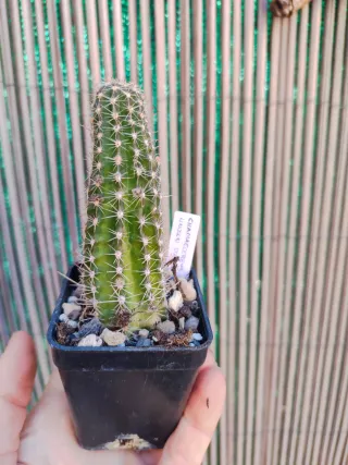 Chamaecereus Lincoln Stardust Cactus