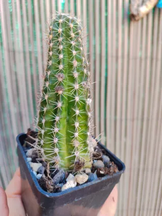 Chamaecereus Lincoln Stardust Cactus