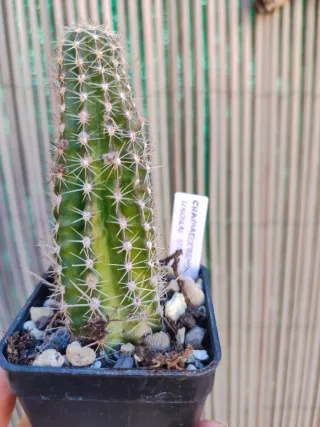 Chamaecereus Lincoln Stardust Cactus