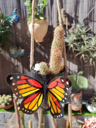 Mammillaria elongata colgante