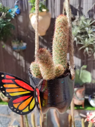 Mammillaria elongata colgante
