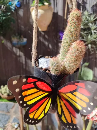 Mammillaria elongata colgante