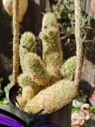 Cactus Mammillaria elongata colgante