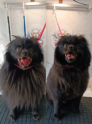 Peluquera canina, Precios muy económicos!!
