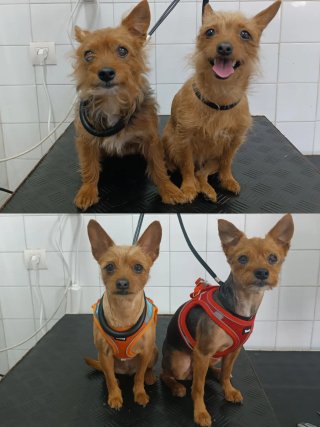 Peluquera canina, Precios muy económicos!!