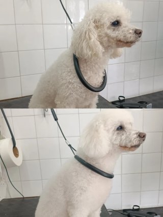 Peluquera canina, Precios muy económicos!!