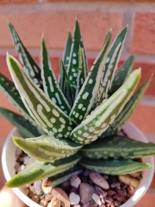Haworthia pumila 'Tears of Angels'