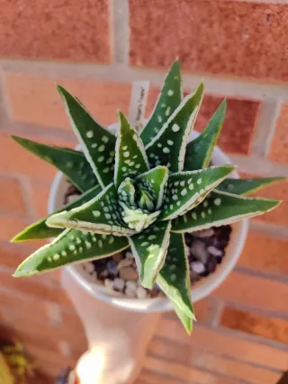 Haworthia pumila 'Tears of Angels'