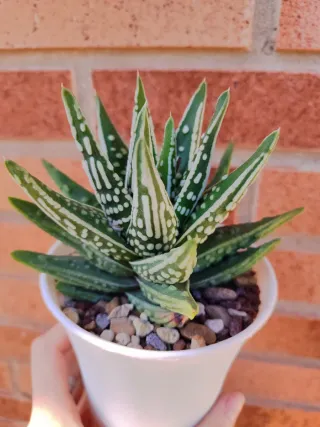 Haworthia pumila 'Tears of Angels'