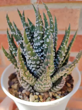 Haworthia pumila Donuts