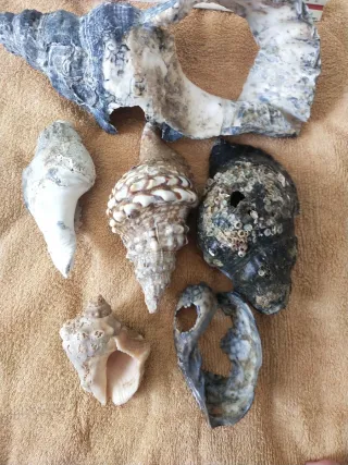 Lote de caracolas marinas grandes
