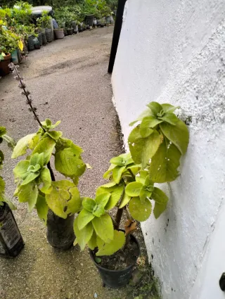 Boldo Brasileño - Plantas