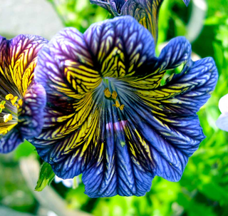 600+ semi Salpiglossis Vellutata & Profumata