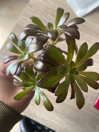 Planta Aeonium arboreum “nigra” planta rara