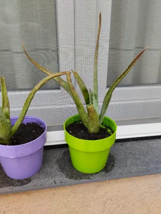 Plantas de Aloe Vera en macetas