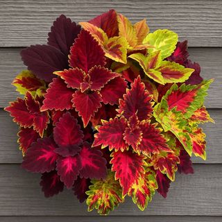 semi Mix Coleus Fogliame Colorato WOW