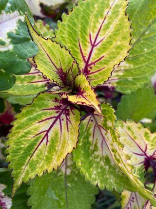 semi Mix Coleus Fogliame Colorato WOW