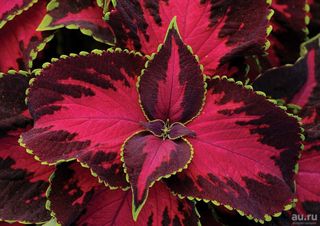 semi Mix Coleus Fogliame Colorato WOW