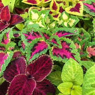 semi Mix Coleus Fogliame Colorato WOW