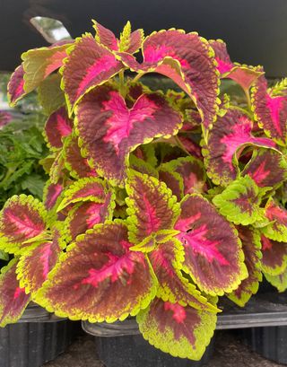 semi Mix Coleus Fogliame Colorato WOW