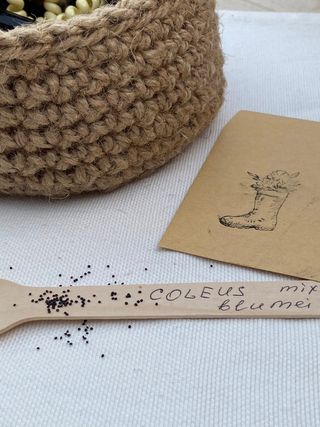 semi Mix Coleus Fogliame Colorato WOW