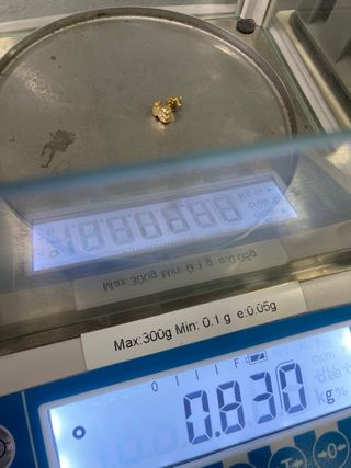 Pendiente Tous Oso oro 18 kl .