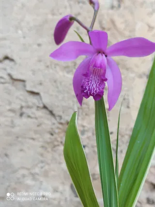 Orquídea terrestre en maceta