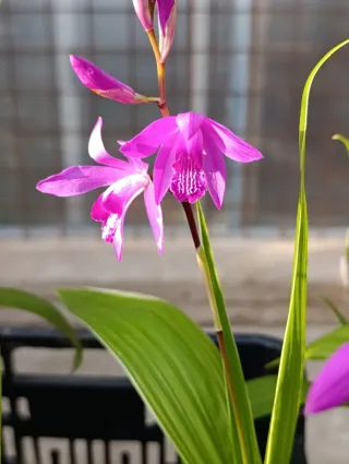 Orquídea terrestre en maceta