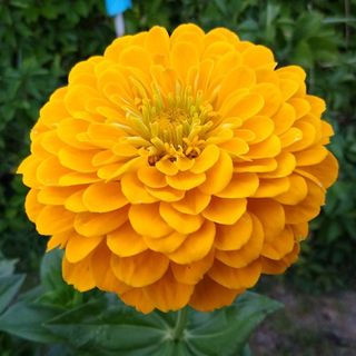 Zinnia Gigante & Scenografica Semi