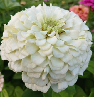 Zinnia Gigante & Scenografica Semi