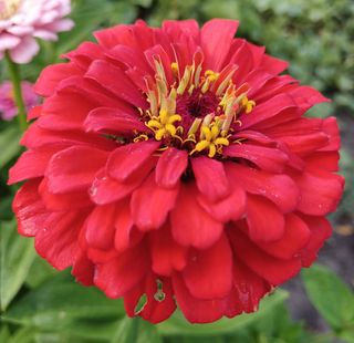 Zinnia Gigante & Scenografica Semi