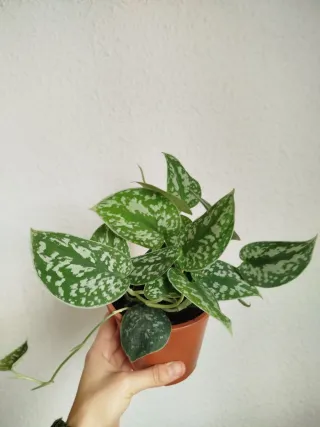 Planta Scindapsus pictus 'Argyraeus'